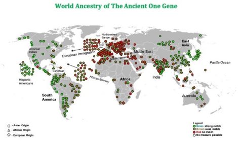 The Ancient One Gene dramatically captures the shared deep ancestry of Native Americans with Mongols, Siberians and East Asians, with low levels in the rest of the world. It is a good example of how a single haplotype can reveal ancient migrations and point to world ethnic divisions